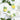 Provitamin Immuno Complex